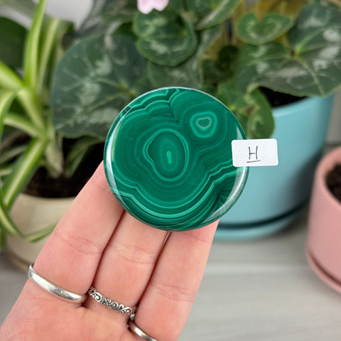 Malachite Cookie - H1