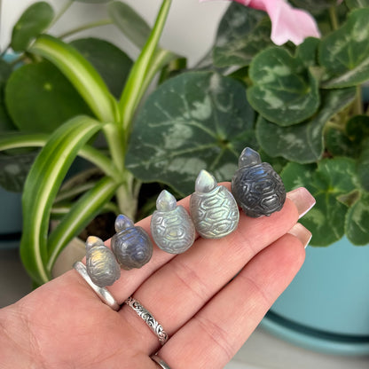 Mini AAA Labradorite Turtle