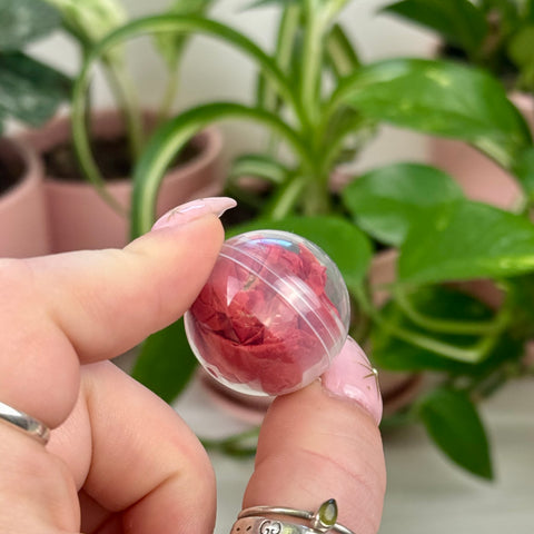 Mystery Creature Capsule