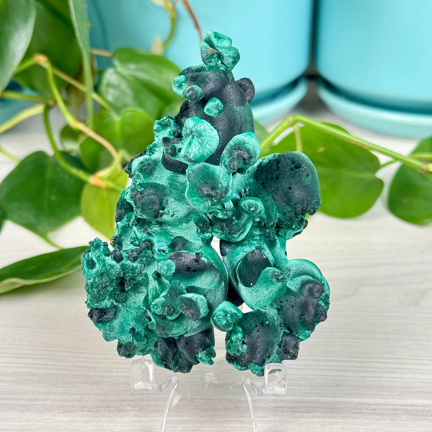 Velvet Malachite
