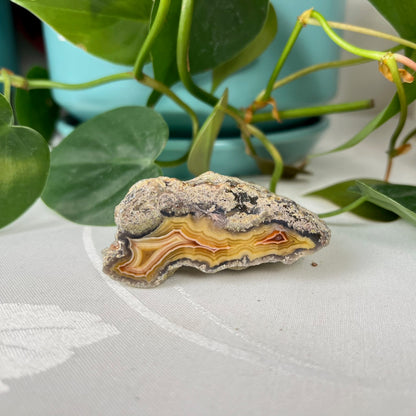 Laguna Agate