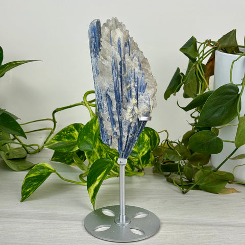 Statement Kyanite Cluster (W/ Custom Stand)