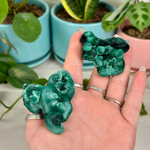 Velvet Malachite