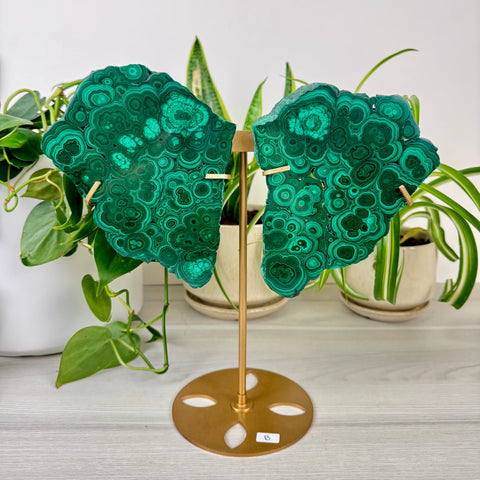 Malachite Lungs