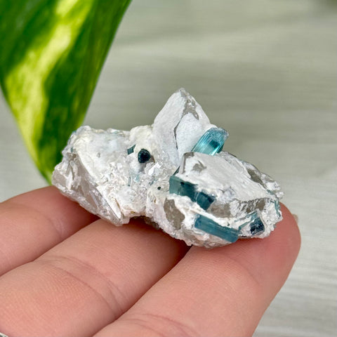 Indicolite Tourmaline Specimen