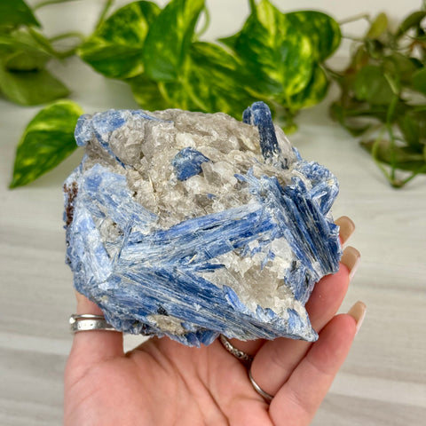 Blue Kyanite Cluster