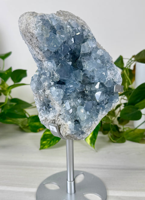 Glacier Blue Celestite Geode (W/ Custom Stand)