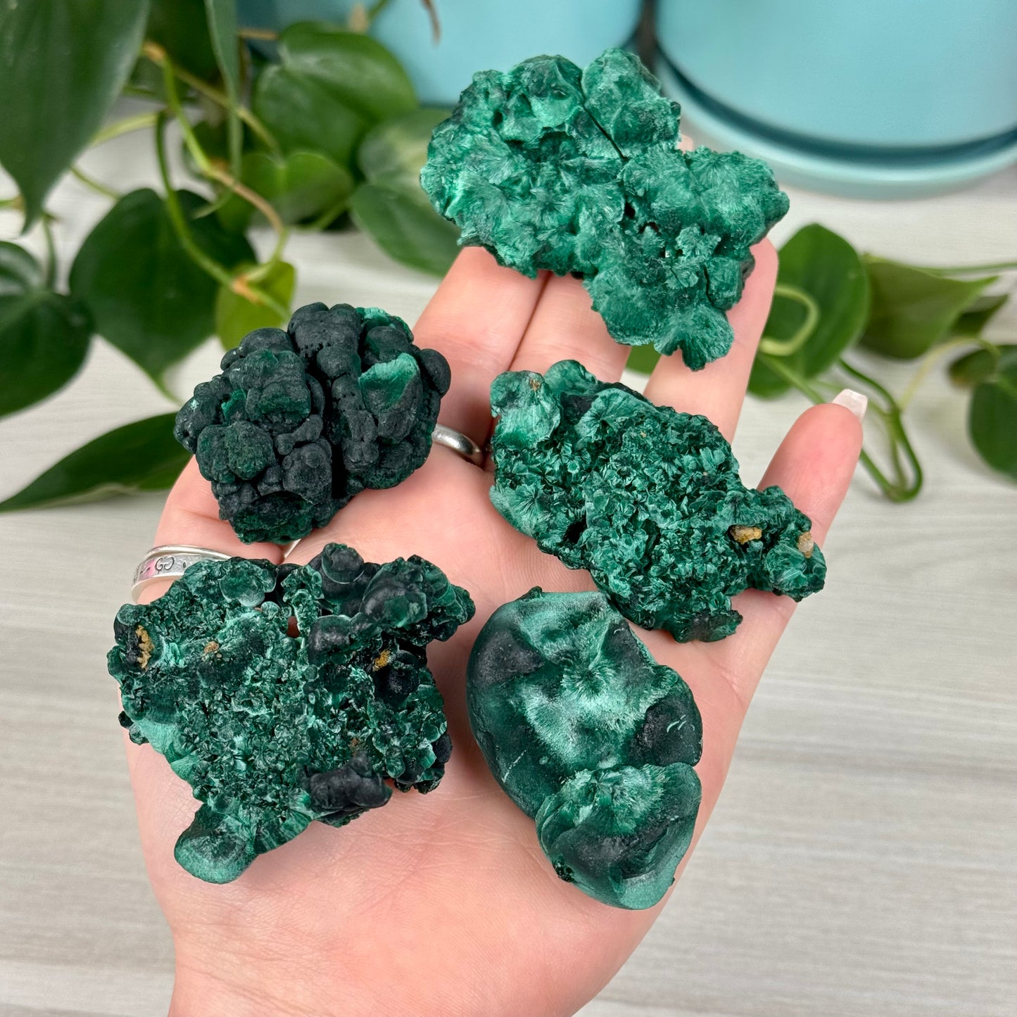 Velvet Malachite