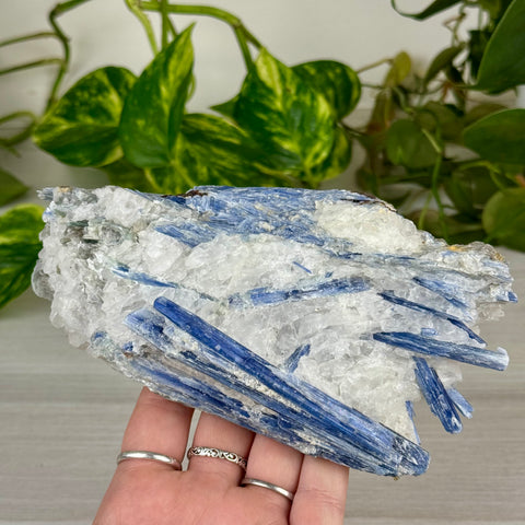 Blue Kyanite Cluster