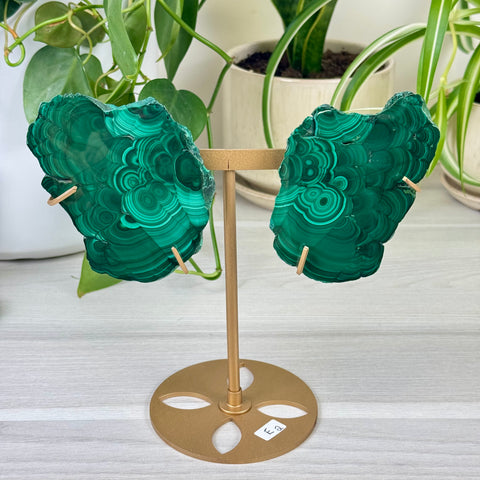 Malachite Lungs