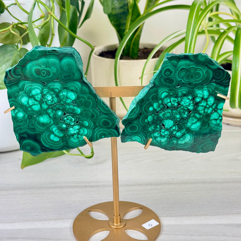 Malachite Lungs
