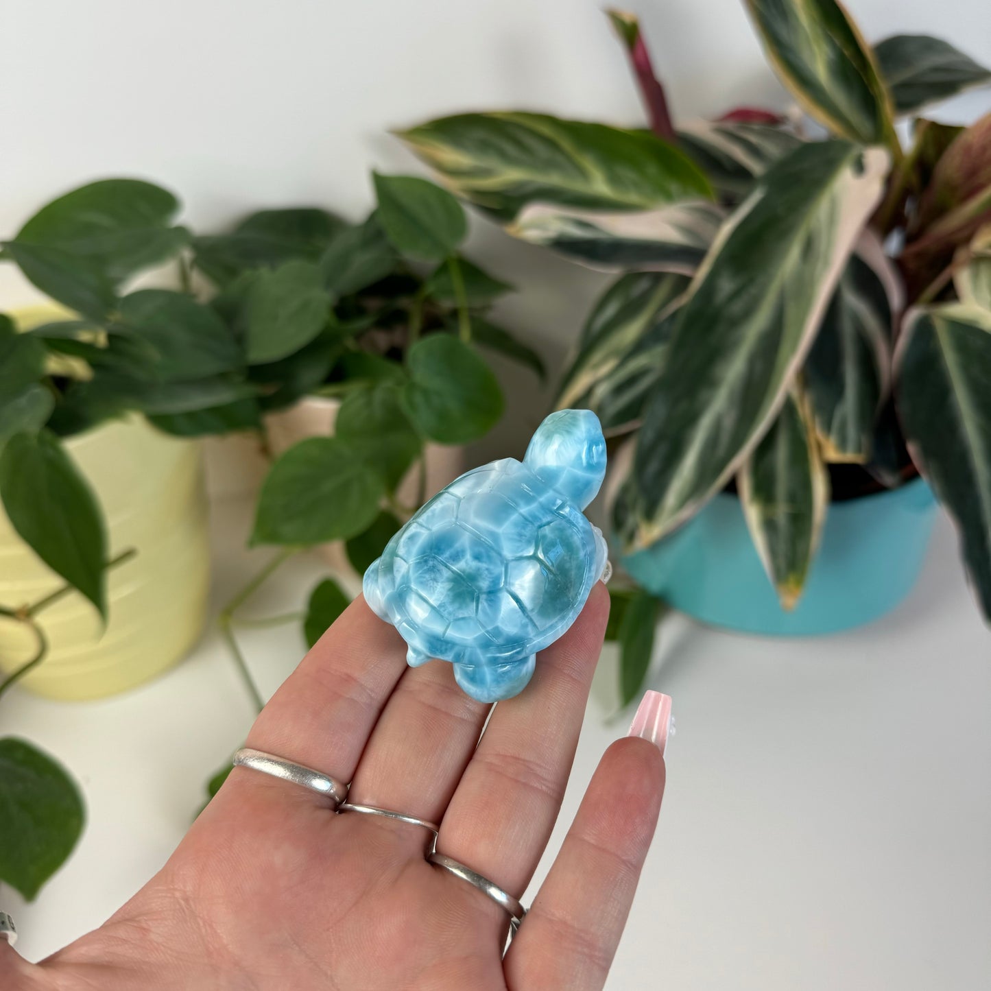 Large Larimar Turtle - D