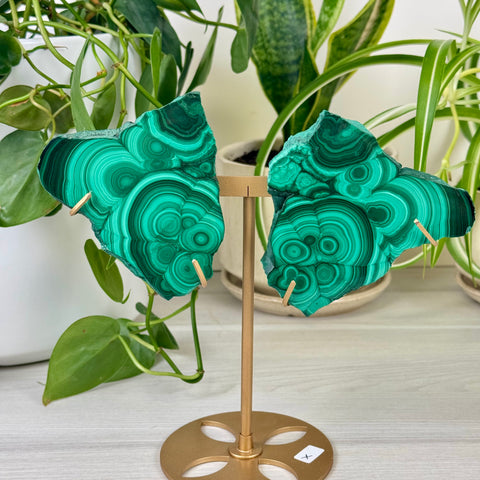 Malachite Lungs