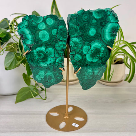 Malachite Lungs
