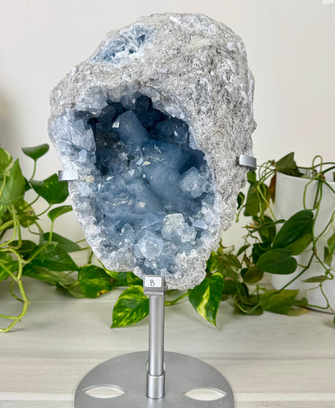 Glacier Blue Celestite Geode (W/ Custom Stand)