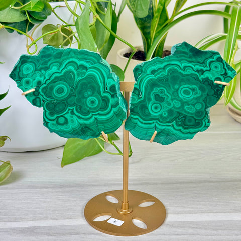 Malachite Lungs