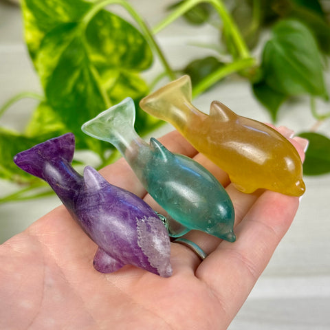 Candy Fluorite Dolphin
