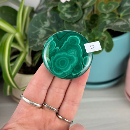 Malachite Cookie - D1