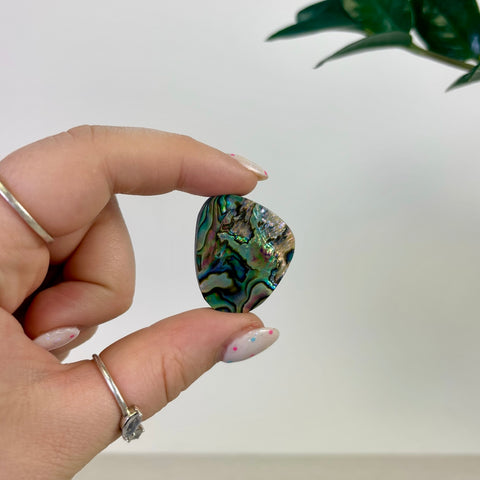 Abalone Cabochon