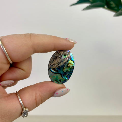 Abalone Cabochon