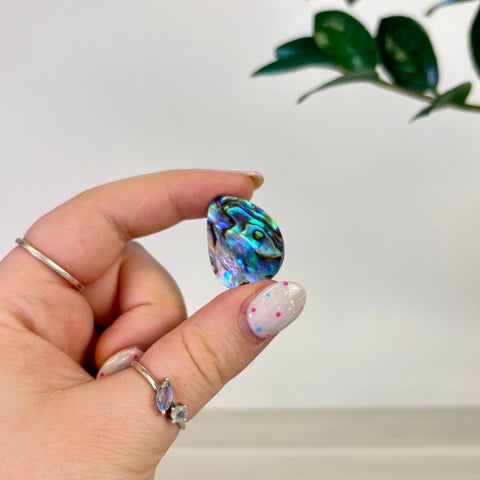 Abalone Cabochon