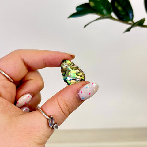 Abalone Cabochon