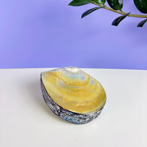 Abalone Shell Jewellery Box