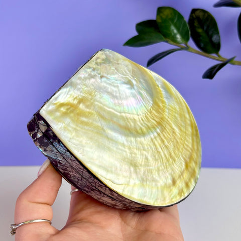 Abalone Shell Jewellery Box