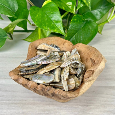 Abalone Shell 1 - Kenna's Crystals from TikTok