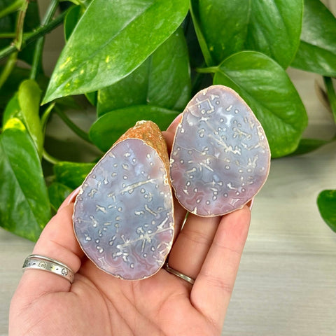 Hand holding two polished purple and white agate pairs, with green plant background.