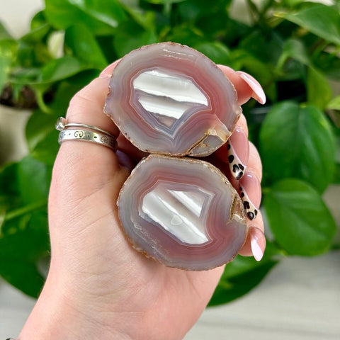 Hand holding two polished, round agate slices with white centers and pink-purple bands.