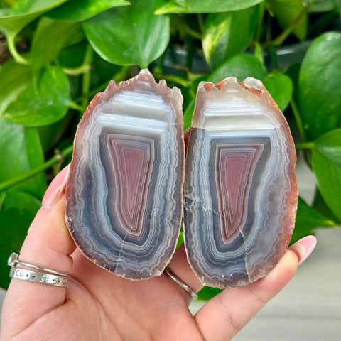 Two polished agate slices, each with concentric bands of white, grey, and reddish-brown, held against green leaves.