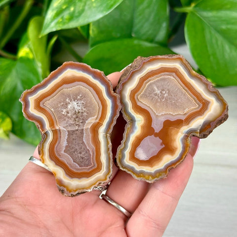 Two polished agate slices, M2-X3, held in a hand, displaying natural orange, brown, and white bands with crystalline centers.
