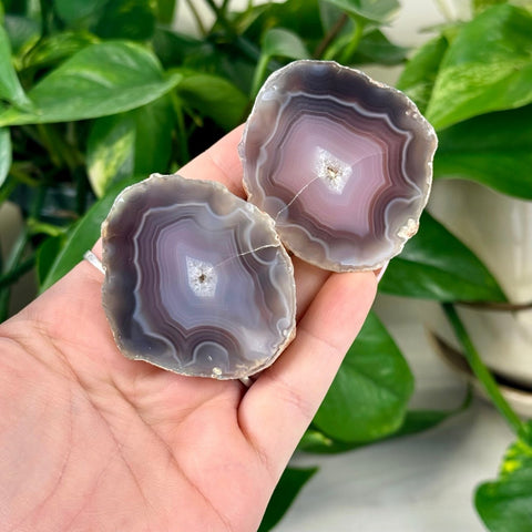 Two polished agate slices with concentric purple, gray, and white bands, held in a hand.