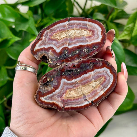Two polished red and white banded agate slices, showing intricate natural patterns, held in a hand.