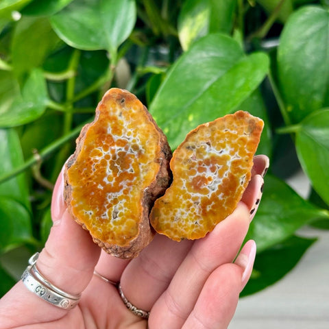 Orange and white botryoidal agate pair held in hands, with green plant background.
