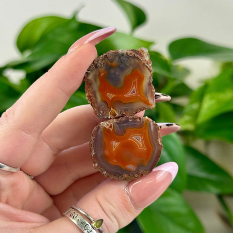 Two polished agate slices with vibrant orange, gray, and white bands, held against green leaves.