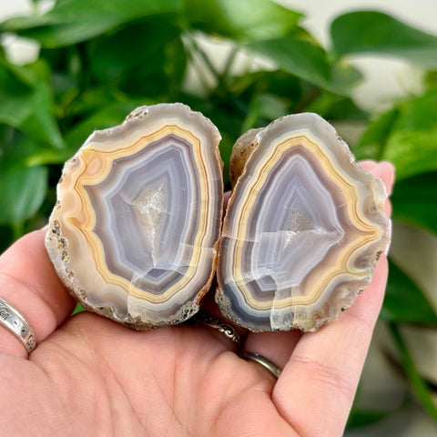 Two polished agate slices with purple, white, and yellow bands, held in hands.