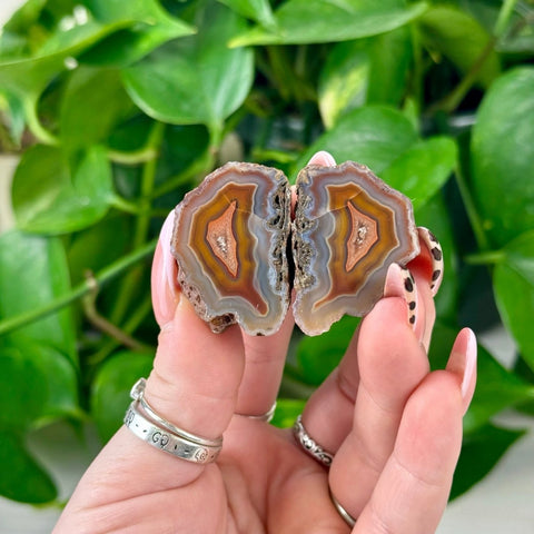 Brown and orange banded agate geode pair held against green foliage.