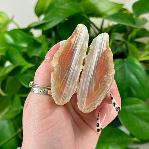 Two natural agate slices with orange and white bands held in a hand with a plant background.