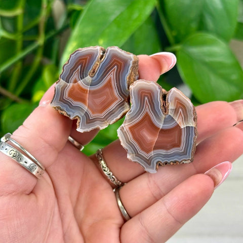 Two polished brown and white banded agate pairs held in a hand, with green plant in background.