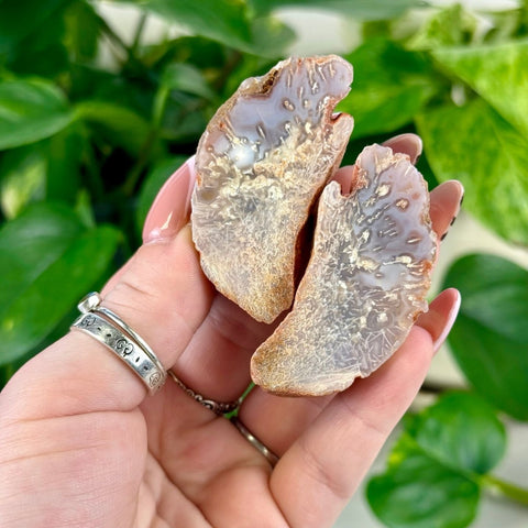 Two polished, natural brown and white agate crystal pairs held in a hand against green leaves.