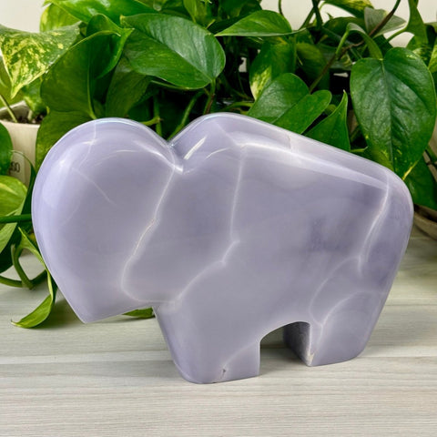 Ainsley The Bison 1 - Kenna's Crystals from TikTok