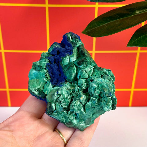 Azurite on velvet malachite specimen, vibrant blue and green, held in a hand.