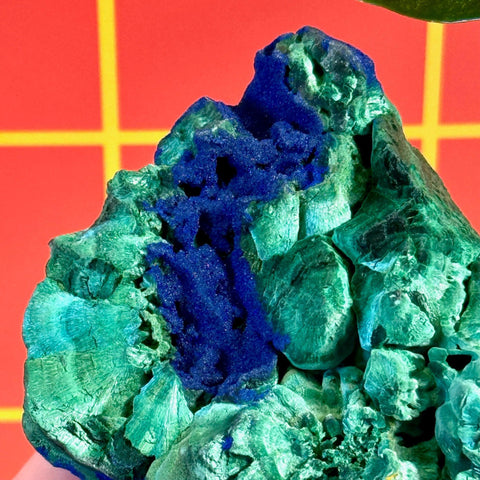 Azurite on Velvet Malachite mineral specimen with vibrant blue and green crystals.