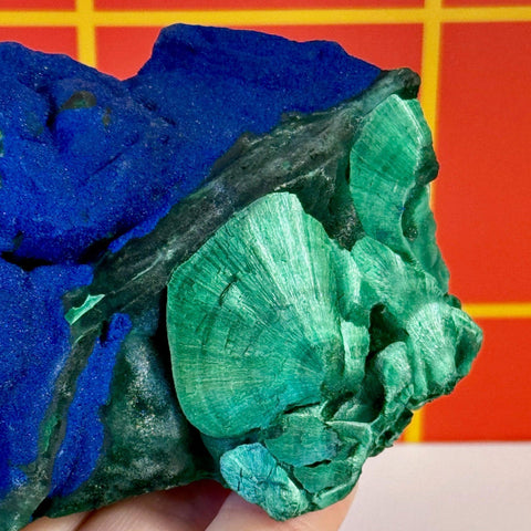 Vibrant blue azurite contrasting with radiating green velvet malachite mineral specimen.
