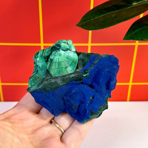 Azurite on velvet malachite specimen with vibrant blue and green colors, held in a hand.