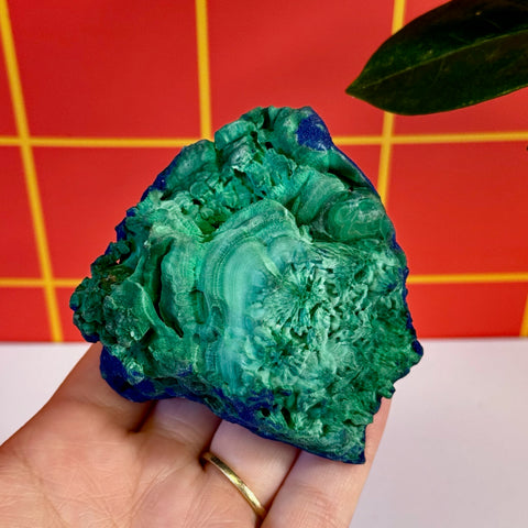Azurite on velvet malachite specimen, vibrant green with blue edges, held in a hand against a red grid background.