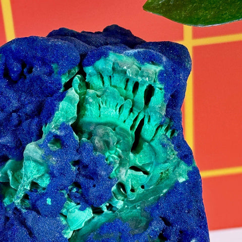 Vibrant blue azurite mineral with intricate velvet malachite formations in teal and green.
