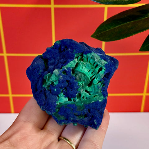 Azurite on Velvet Malachite B, a vibrant blue and green mineral specimen held in a hand.